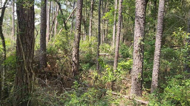 LOT33 Gum Tree Ln, Plantersville, TX 77363 - photo 2