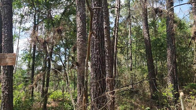 LOT33 Gum Tree Ln, Plantersville, TX 77363 - photo 3