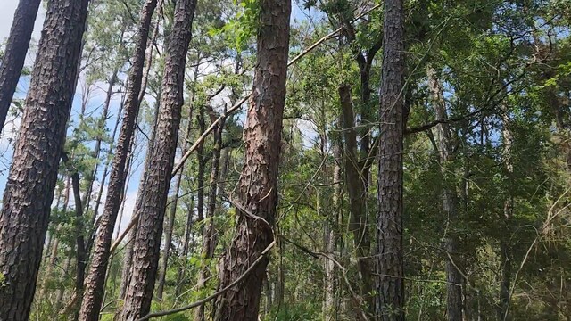 LOT33 Gum Tree Ln, Plantersville, TX 77363 - photo 4