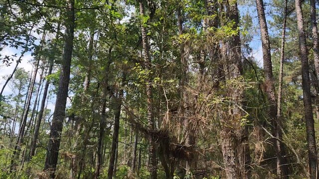 LOT33 Gum Tree Ln, Plantersville, TX 77363 - photo 6