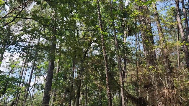 LOT33 Gum Tree Ln, Plantersville, TX 77363 - photo 7