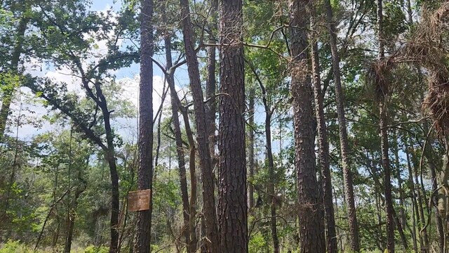 LOT33 Gum Tree Ln, Plantersville, TX 77363 - photo 9
