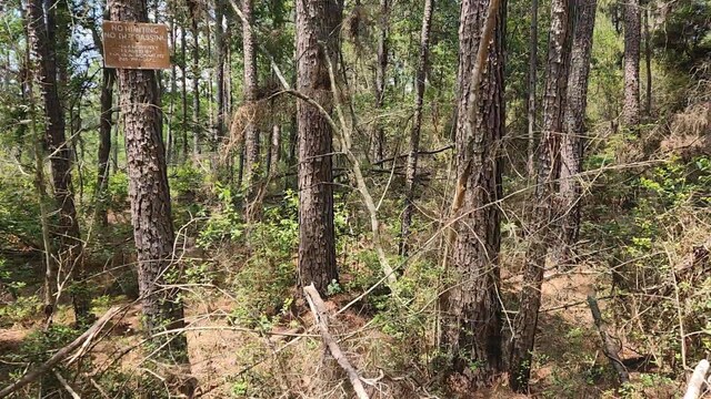 LOT33 Gum Tree Ln, Plantersville, TX 77363 - photo 10