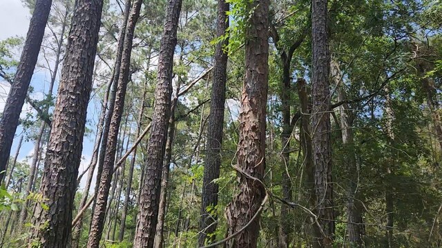 LOT33 Gum Tree Ln, Plantersville, TX 77363 - photo 11