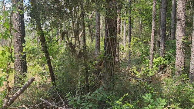 LOT33 Gum Tree Ln, Plantersville, TX 77363 - photo 12