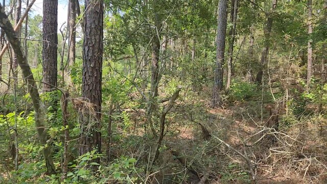 LOT33 Gum Tree Ln, Plantersville, TX 77363 - photo 13