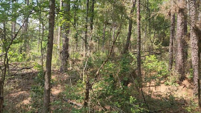 LOT33 Gum Tree Ln, Plantersville, TX 77363 - photo 14