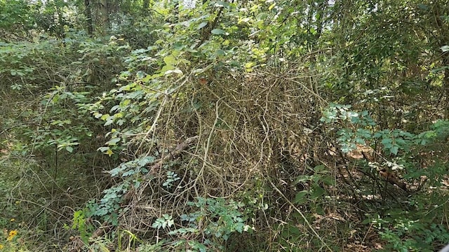 LOT5 Cedar Ct, Plantersville, TX 77363 - photo 2