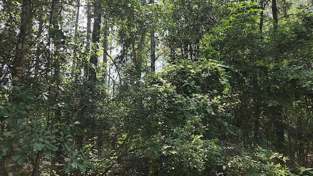 LOT5 Cedar Ct, Plantersville, TX 77363 - photo 5