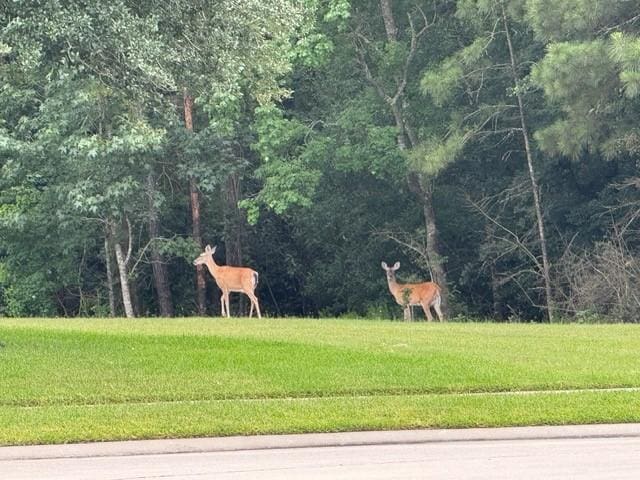 1216 Matthew Hills Ln, Spring, TX 77386 - view of community featuring a lawn and a forest view
