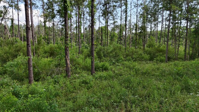 TBDFM350SOUTH Tract 8, Livingston, TX 77351 - photo 9