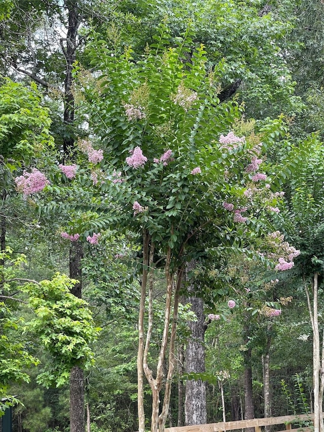 2301 Hines Lake Rd, Coldspring, TX 77331 - view of wooded area