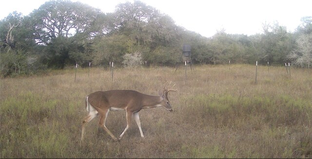 00 Dewberry Ln, Louise, TX 77455