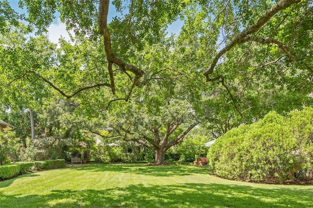 3502 Underwood St, Houston, TX 77025 - view of green lawn