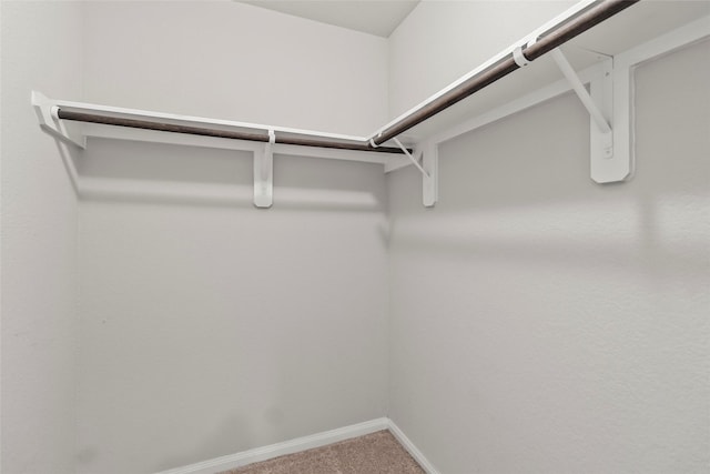 4831 Blue Jacaranda Way, Spring, TX 77373 - walk in closet with carpet floors