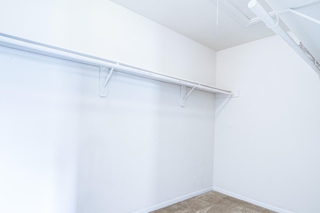 3403 Wheatfield Ct, Pearland, TX 77581 - walk in closet featuring light carpet and attic access
