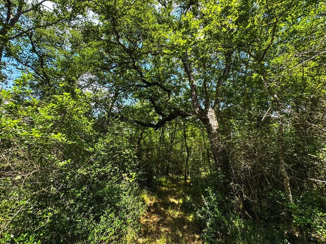 4888 Baldwin Dr, Hungerford, TX 77448 - photo 16
