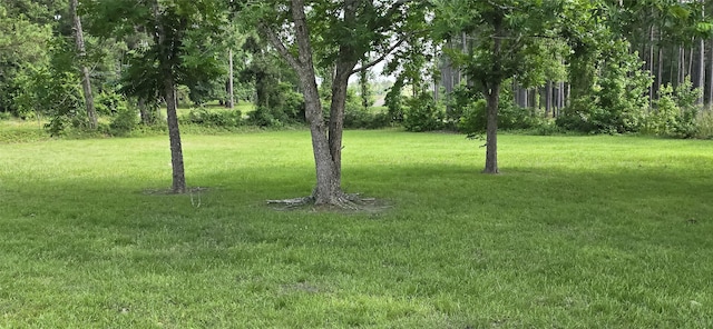 1560 Fm 355, Groveton, TX 75845 - view of grassy yard