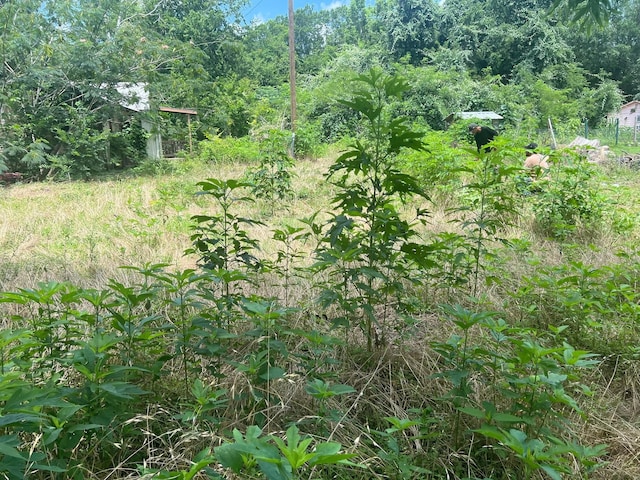 611 Danover St, Katy, TX 77494 - view of nature