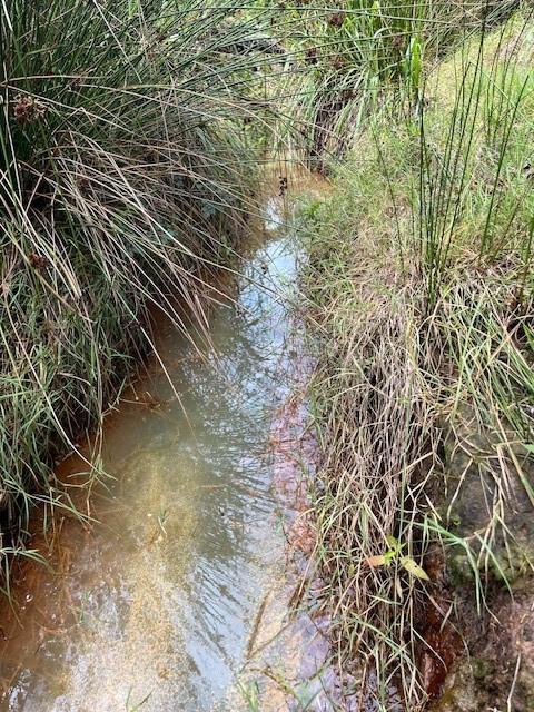 2406 W US Highway 79, Buffalo, TX 75831 - view of local wilderness