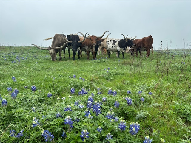 1716A County Road 469, Coupland, TX 78615