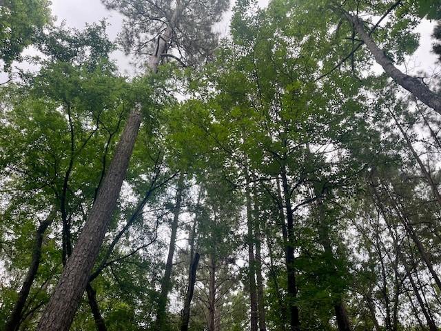 00000 Lonestar Rd, Huntsville, TX 77340