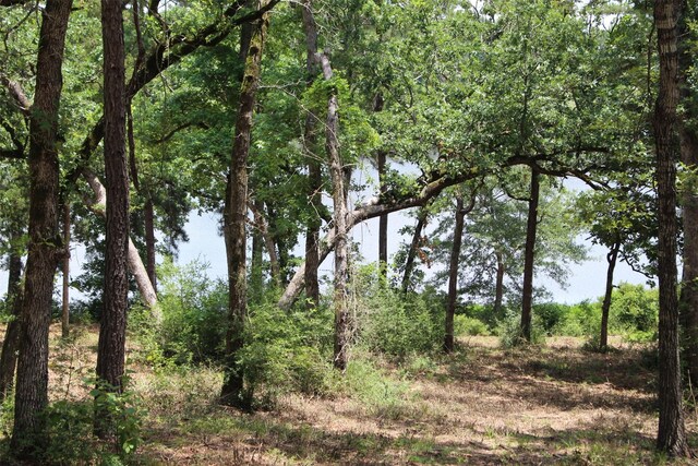 TRACT159 Private Road 1311, Centerville, TX 75833 - photo 19