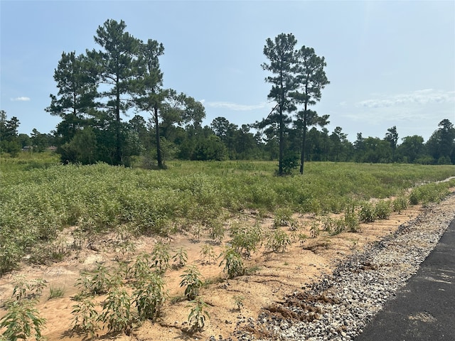25660 Crocket Rd, Waller, TX 77484 - photo 6