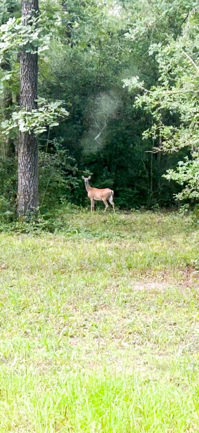 TBDTRACT9 County Road 261, Oakwood, TX 75855 - photo 27