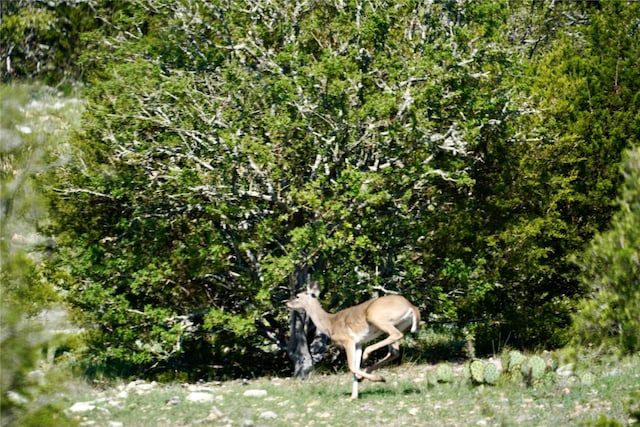 638-756 Sd 46820, Rocksprings, TX 78880 - photo 14