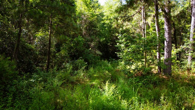279 Magnolia Wood Dr, Livingston, TX 77351 - photo 14
