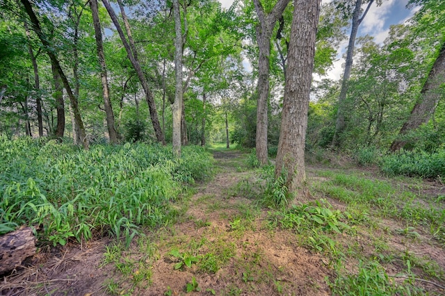 39577 Mesquite Dr, Hempstead, TX 77445 - view of local wilderness