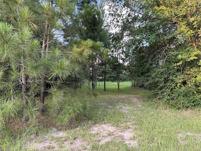 21269 Bracewell Rd, Bedias, TX 77831 - view of local wilderness