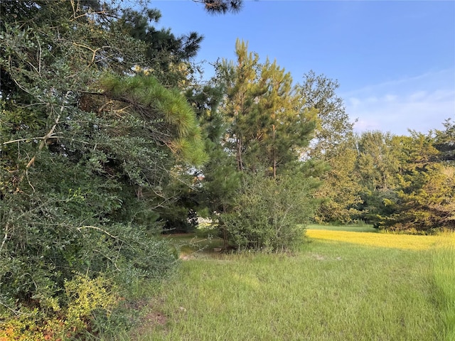 21269 Bracewell Rd, Bedias, TX 77831 - view of yard with a wooded view