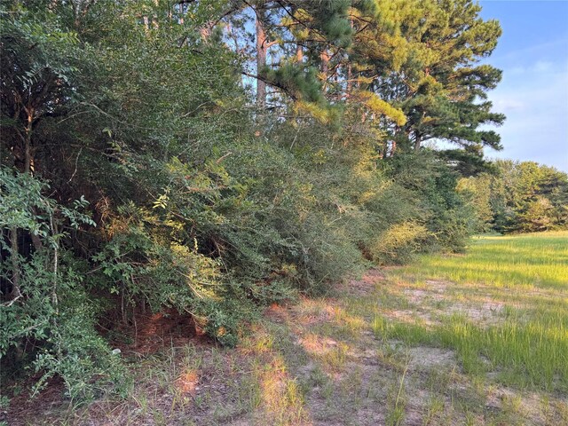 21269 Bracewell Rd, Bedias, TX 77831 - view of tree filled area