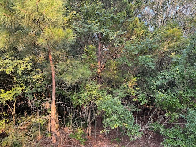 21269 Bracewell Rd, Bedias, TX 77831 - view of nature