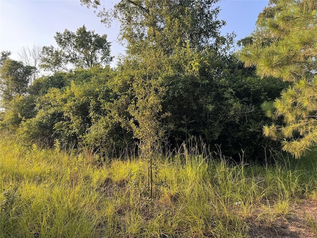 21269 Bracewell Rd, Bedias, TX 77831 - view of undeveloped land