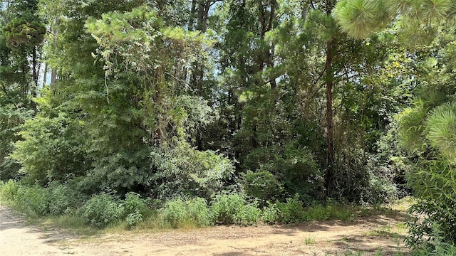 LOT4 Live Oak Dr, Plantersville, TX 77363 - photo 9