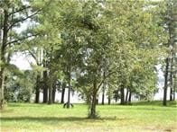 1867 Fm-3186, Onalaska, TX 77360