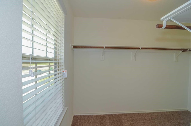 3634 Goldleaf Trail Dr, Katy, TX 77449 - walk in closet featuring carpet flooring