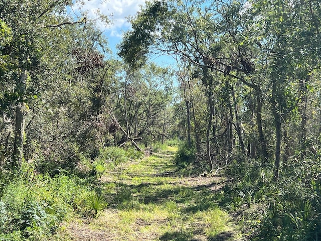 LOT1 County Road 819, Brazoria, TX 77422 - photo 3
