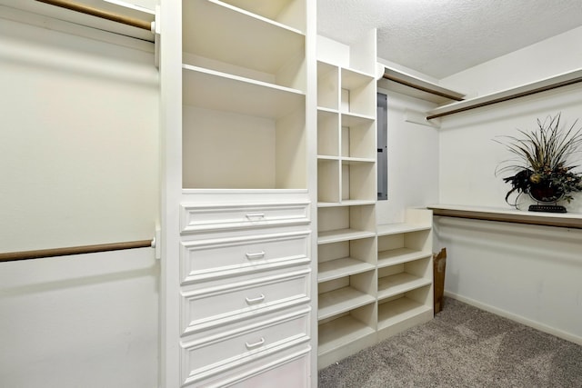 24806 Silver Leaf St, Magnolia, TX 77355 - walk in closet with carpet floors