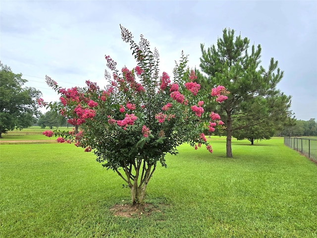 110 Red Bud St, Shepherd, TX 77371 - view of yard