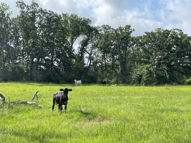 TBD County Road 114, Centerville, TX 75833 - photo 3