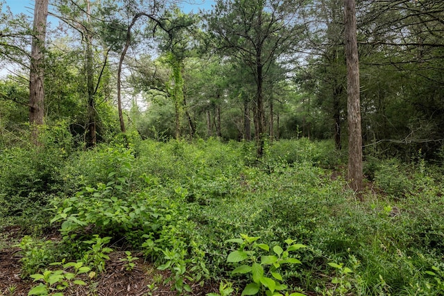 TBD Homestead Ln, Burton, TX 77835 - photo 11