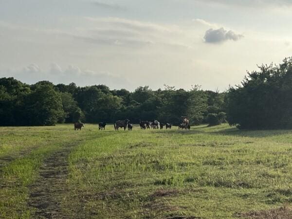 3 Fm 2445th Rd, Navasota, TX 77868 - photo 19