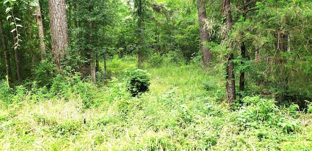 80 Morris Creek Rd, Coldspring, TX 77331 - photo 6