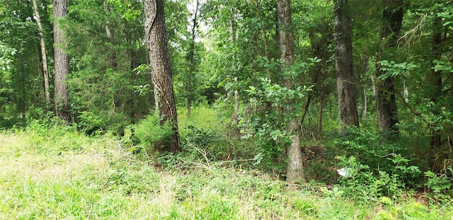 80 Morris Creek Rd, Coldspring, TX 77331 - photo 7