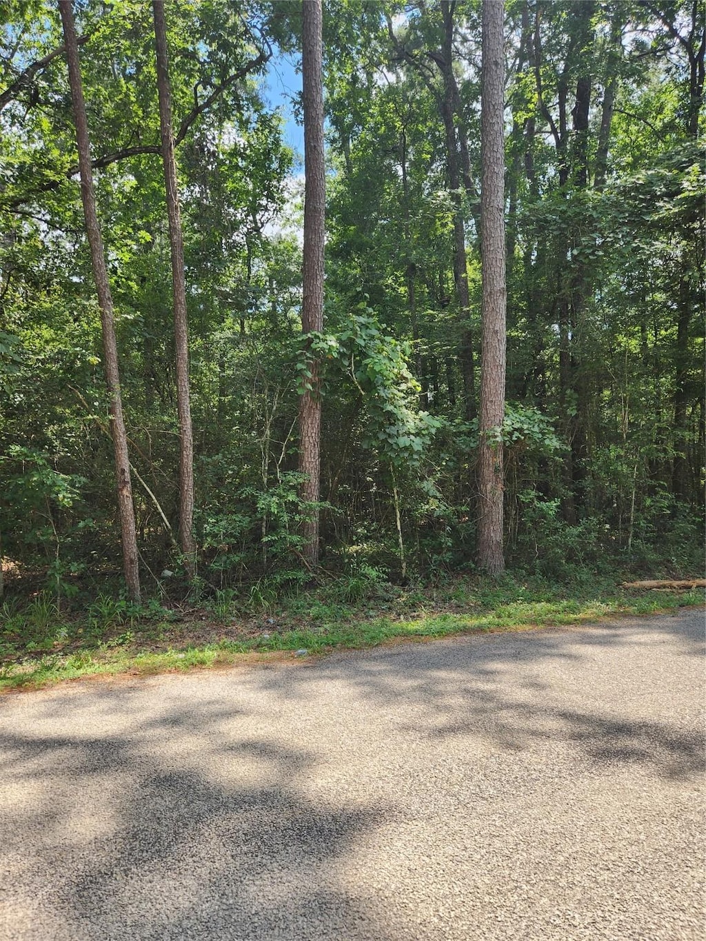 TBD County Road 373, Splendora, TX 77372 - photo 1