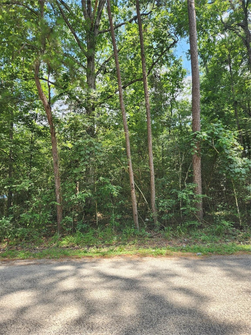 TBD County Road 373, Splendora, TX 77372 - photo 2